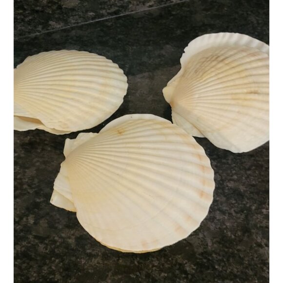 Natural Scallop Seashells & Toothpicks Appetizers Baking Lot of 6 - Picture 3 of 10